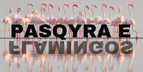 Flamingo Mirror verzeichnet in den ersten 24 Stunden über 127.000 Suchanfragen