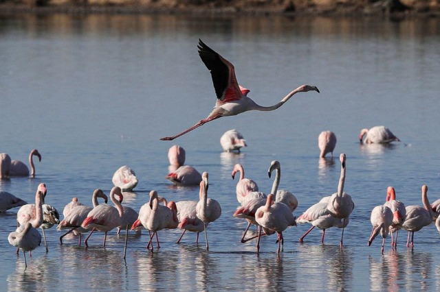 New species of fauna and flora throughout Albania