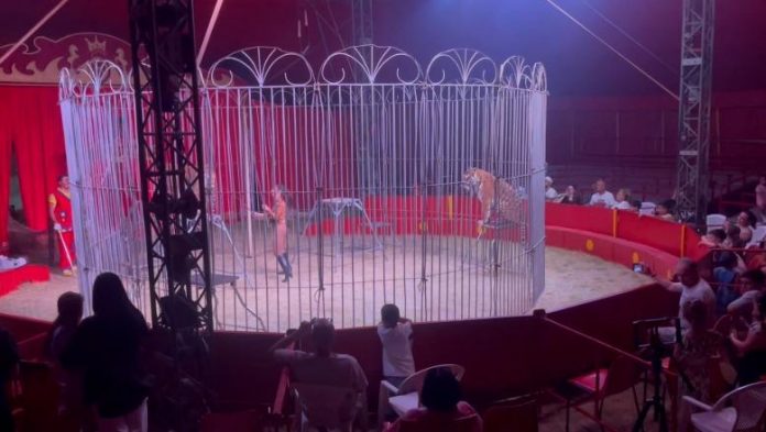 Italian Circus “Marina Ofrei” Lights Up Berat Nights