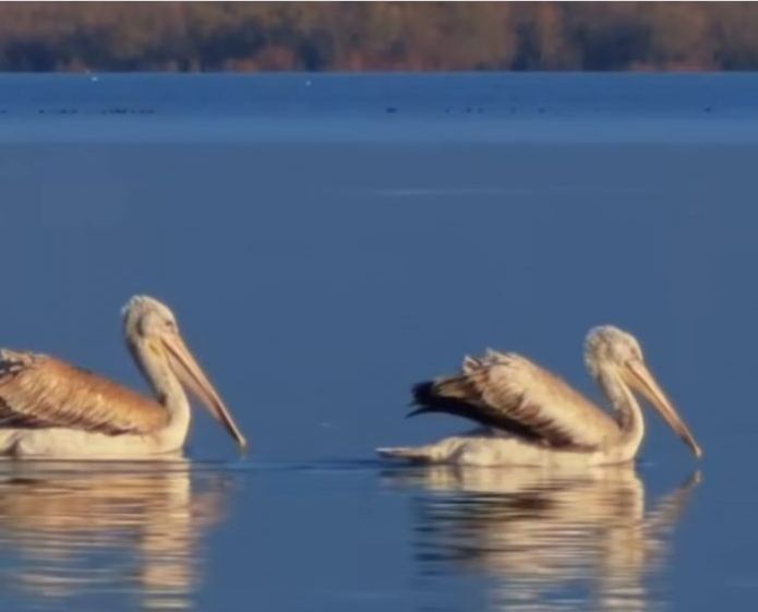 Lake Shkodër expected to join UNESCO