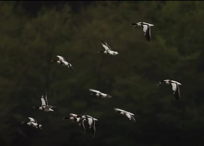 Rare footage shows wildlife in Albania’s national parks