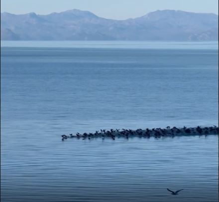 Lake Shkodër in Zogaj: A home for birds and tradition