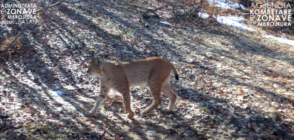 Balkan lynx photographed again in Shebenik National Park