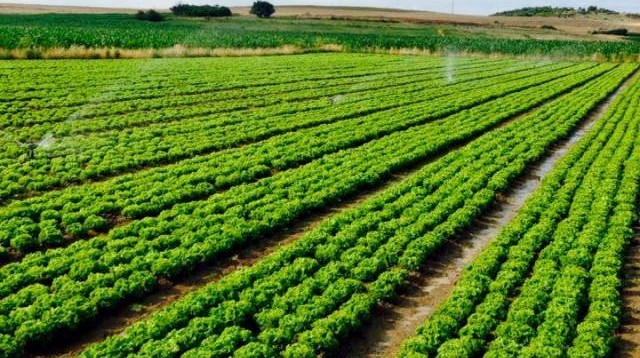 Over 20,000 Applications Qualify for Albania’s 2026 National Agriculture Support Scheme