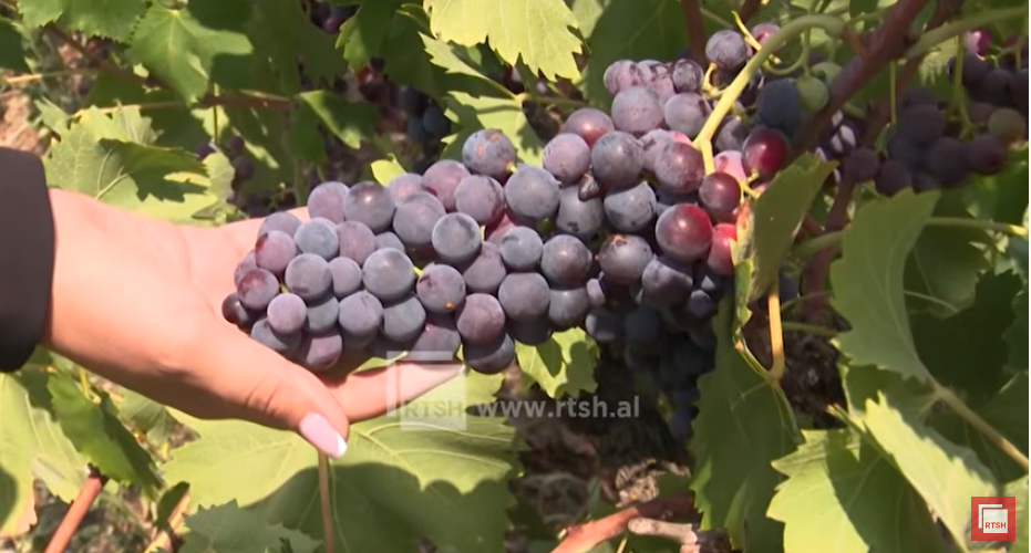 Favorable year for vineyards as farmers begin grape harvest
