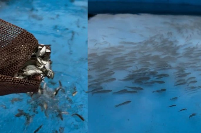 Lake Prespa restocked with 500,000 carp fingerlings