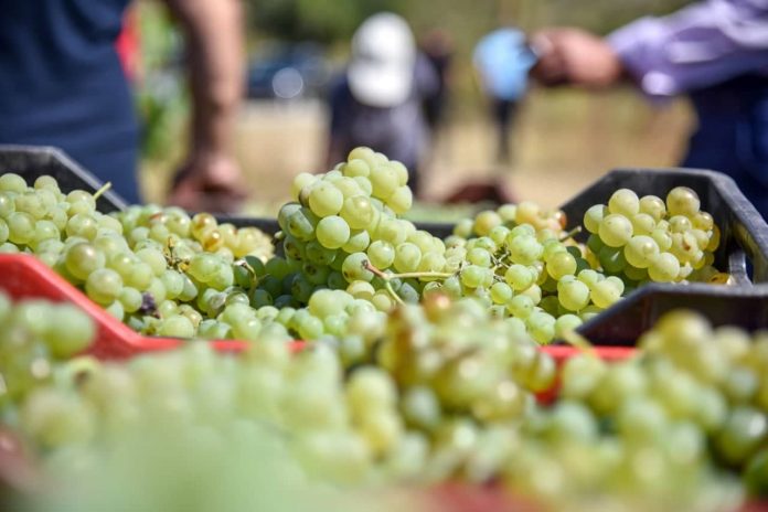Rama: “Enofama” winery invests to boost Albanian wine exports
