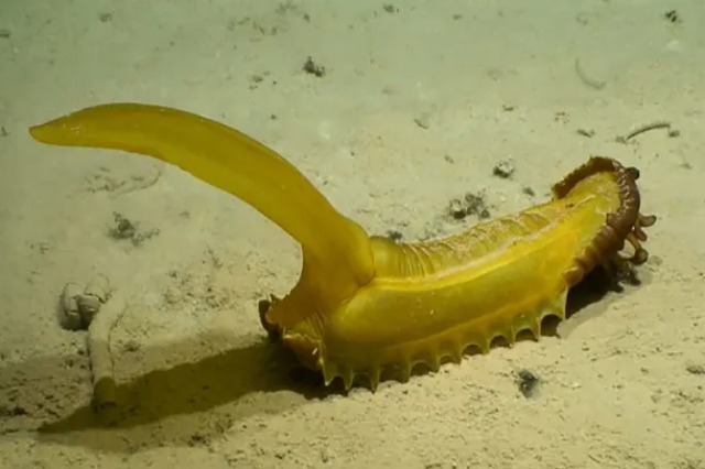 Shkencëtarët zbulojnë 30 specie të reja në fund të oqeanit