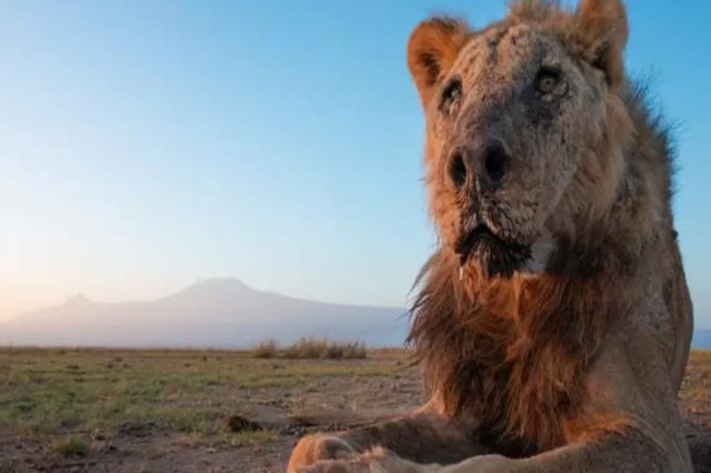 Kenia, vritet luani më i vjetër në botë