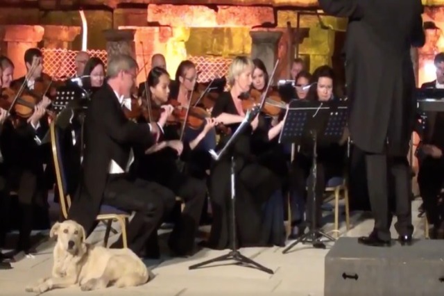 Qentë luajnë në simfoninë e Mozartit me orkestrën daneze