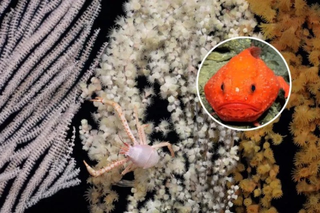 Zbulohen 50 specie të reja në thellësitë e detit