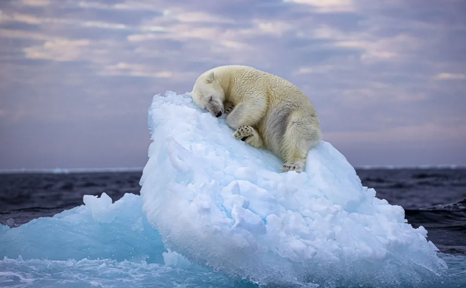Foto më e bukur e Jetës së Egër/ Ngrohja globale i prish habitatin, ariu polar fle mbi të vetmin ajsberg në oqean