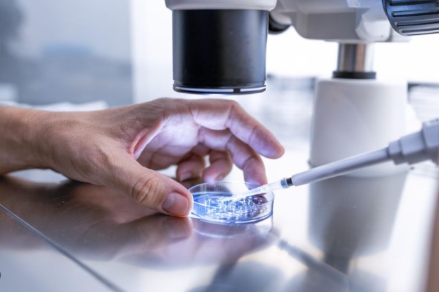 Shkencëtarët rritin një model të embrionit njerëzor në laborator