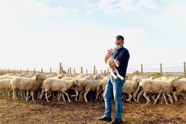 Kush e ruan bagëtinë kur bariun e zë Covid-19?