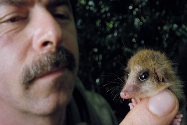 Monito, krijesa e vogël që do ndihmojë shkencëtarët të gjejnë zgjidhjen për nxitjen e letargjisë te astronautët