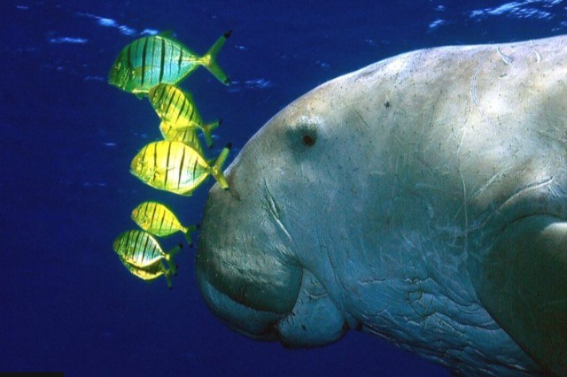 Studimi/ Zhduket nga ujërat jugore të Kinës “gjigandi i butë” Dugong