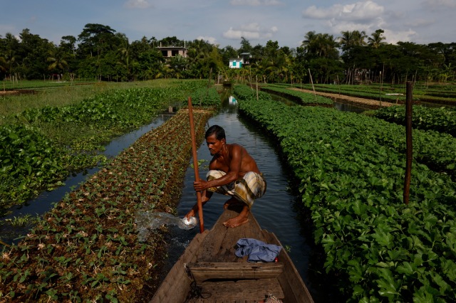 FOTO/ Ndërsa niveli i deteve ngrihet, fermerët e Bangladeshit “ringjallin” fermat lundruese