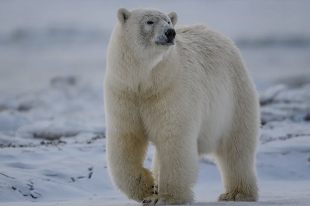 Ndryshimi i klimës- Arinjtë polarë përballen me kërcënimin e urisë ndërsa akulli po shkrihet
