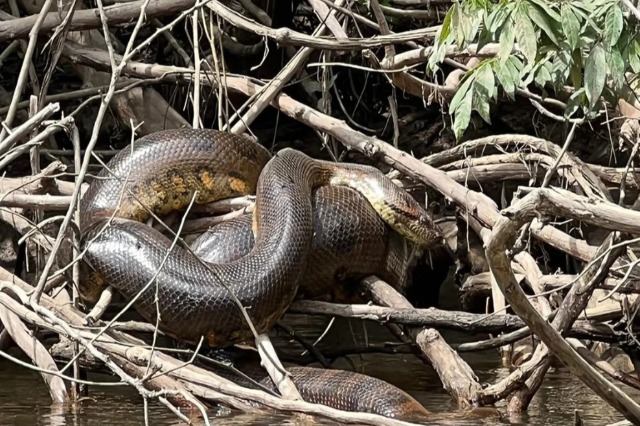 Zbulohet një specie e re gjigande gjarpërinjsh në Amazonë