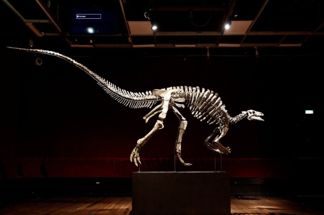 Skeleti i rrallë i dinosaurit do të dal në ankand në Paris