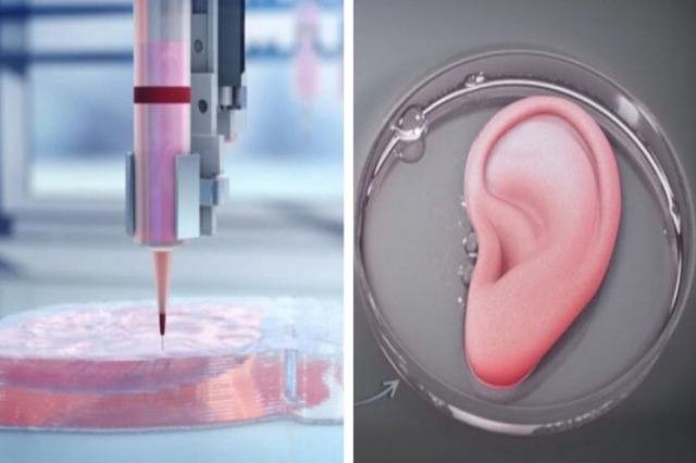 Transplantet, organet e printuara 3D mund të jenë kufiri i ri në mjekësi