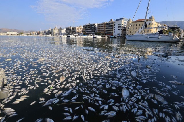 Emergjencë në Volos, dhjetra tonë peshq të ngordhur kanë mbuluar bregdetin