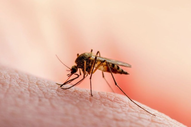 Virusi i Nilit Perëndimor, Greqia regjistron 24 raste dhe 3 vdekje në një javë