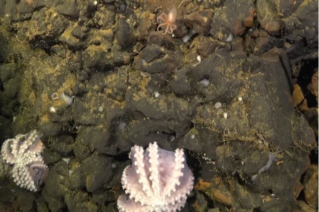 Specie të reja oktapodi zbulohen nga shkencëtarët në brigjet e Kosta Rikës