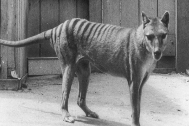 Shkencëtarët pretendojnë të rikthejnë nga zhdukja tigrin tasmanian