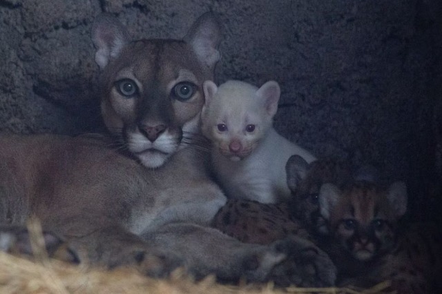 Lind puma e rrallë albine në kopshtin zoologjik të Nikaraguas