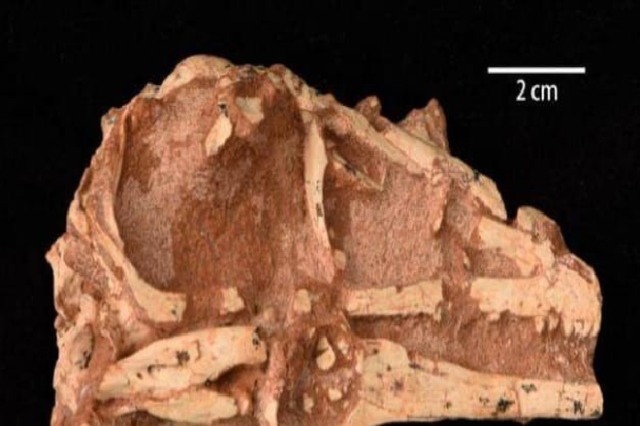 Në Mongolinë e brendshme zbulohet nje lloj i ri dinozauri