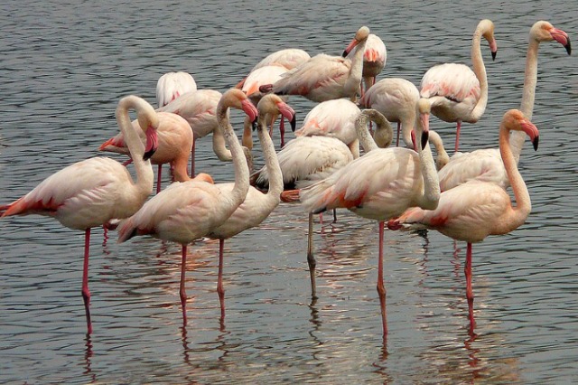 Gjendet në Meksikë veza flamingo 12,000-vjeçare