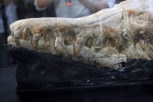 Gjendet Basilosaurus, paraardhësi 36 milionë vjeçar i balenave të sotme
