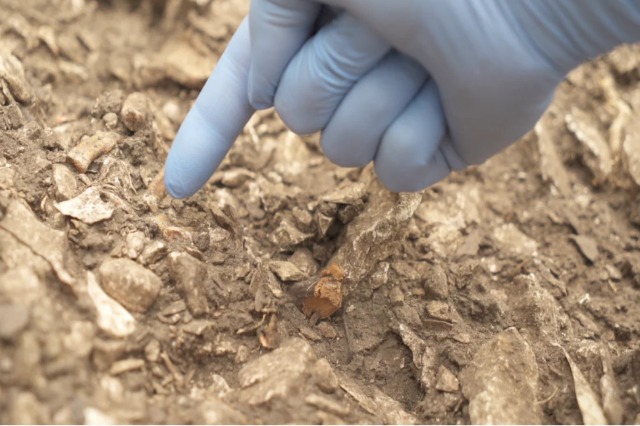 Zbulimi në një shpellë në Francë mund të shpjegojë pse u zhdukën Neandertalët