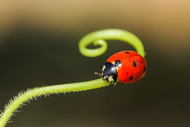 A po përballemi me një apokalips të insekteve?