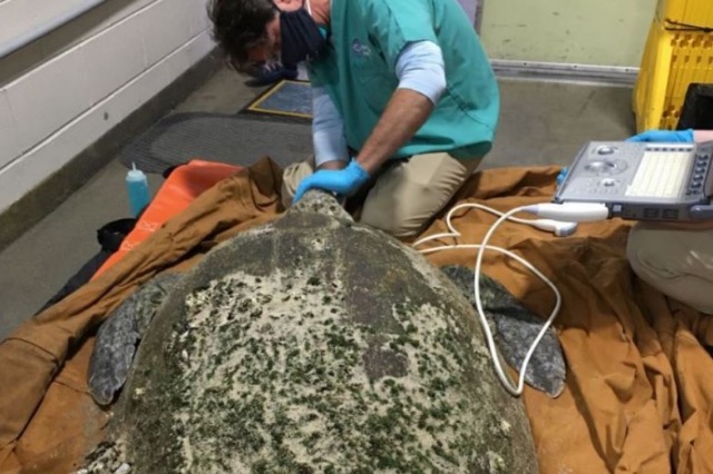 Kapet një breshkë 158 kilogramëshe