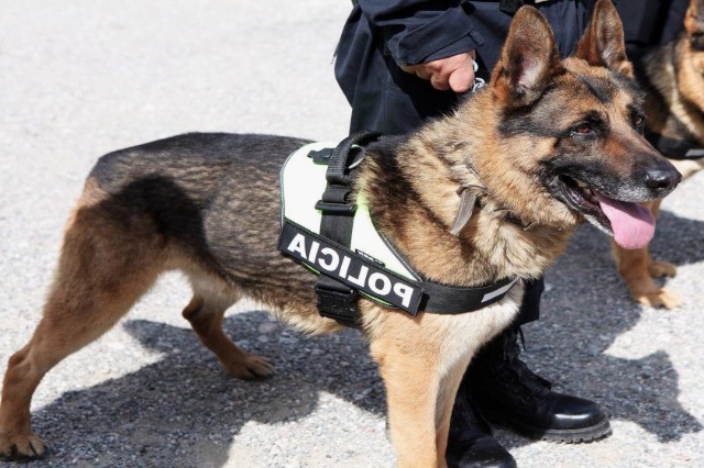 E veçantë- Policia e Shtetit hap procedurat për shitjen me ankand të qenit ‘Aksi’, publikohet çmimi fillestar