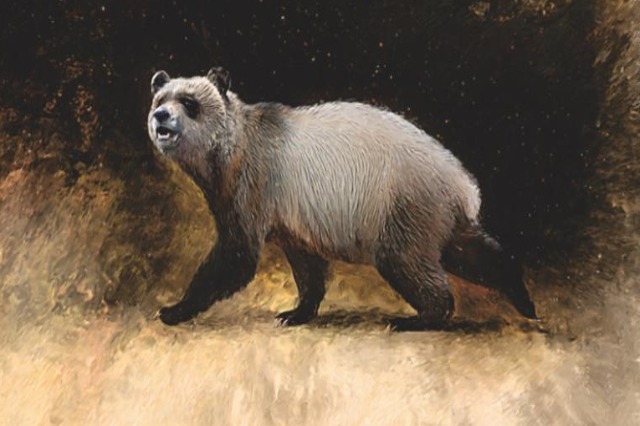 Panda e fundit në Europë zbulohet nga dhëmbët e ruajtur në muzeun bullgar