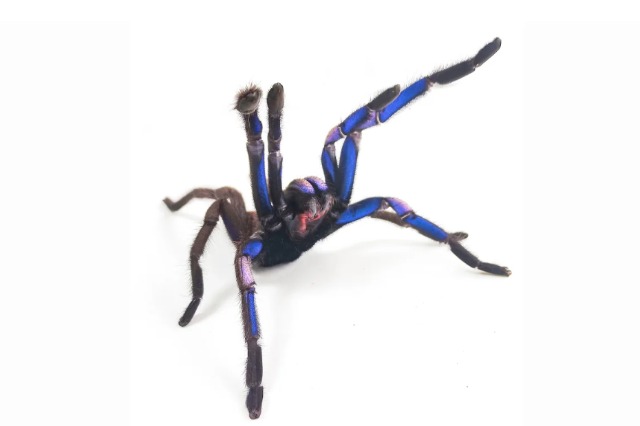 FOTO/ Ngjyrë blu elektrike, zbulohet tarantula “magjepsëse” në Tajlandë