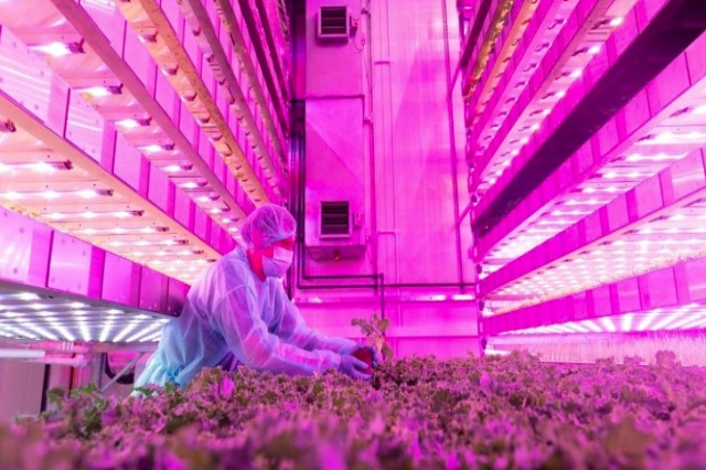Ferma vertikale në shkretëtirë që do të prodhojë 3 milionë kilogramë ushqim në vit