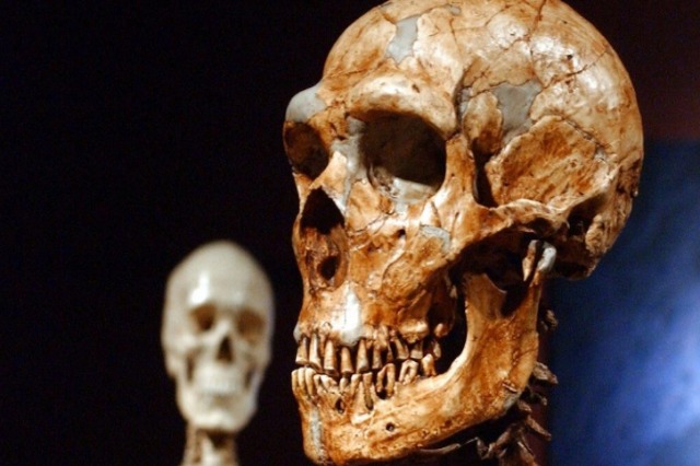 Pse specia njerëzore nuk do të kishte mbijetuar pa Neandertalët