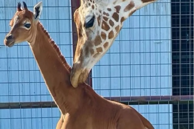 Lind gjirafa më e “rrallë” në botë në kopshtin zoologjik të Tenesit