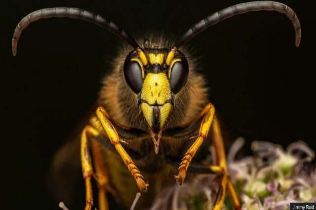 Foto perfekte? Jetët e insekteve të kapur në detaje të habitshme