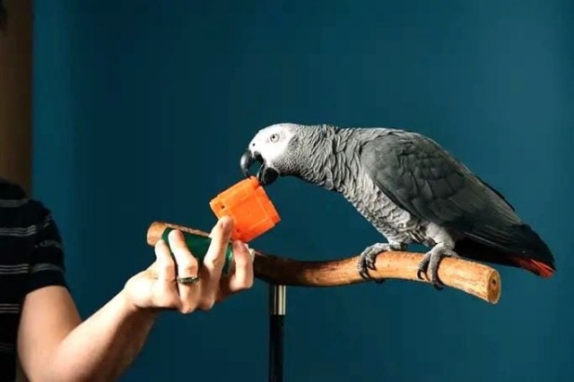 Papagalli TikTok thyen rekordin botëror, emërton 12 artikuj në 3 minuta