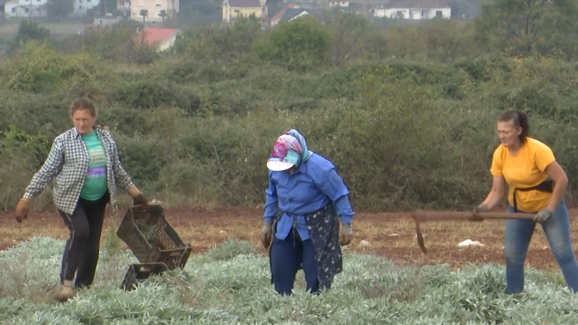 Bujqësia gjithnjë e më pak krahë pune. Sigurimi i punëtorëve, sfida kryesore e fermerëve