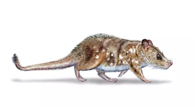 Zbulohet në Kili gjitari më i vogël i epokës së dinosaurëve