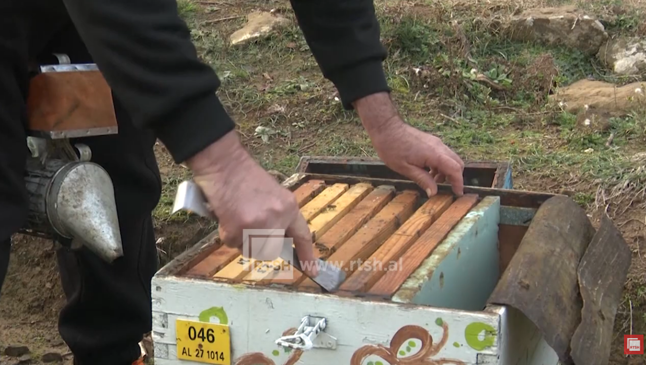 Temperaturat e larta ndikojnë bletarinë, thatësira sjell ulje të prodhimit të mjaltit