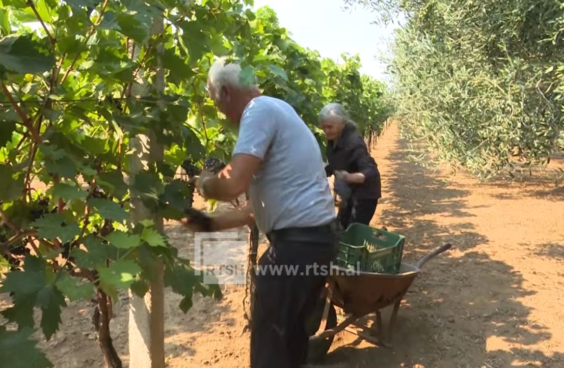 70-vjeçarët që nuk e braktisin tokën. Çifti Ranzi, nga vreshta te vera, gjithçka me duart e tyre