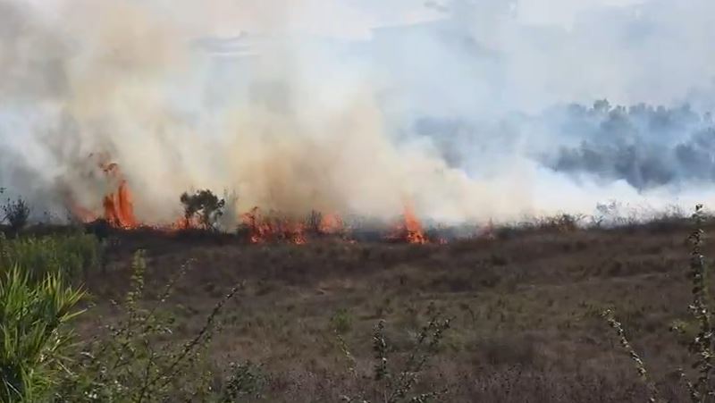 Zjarr në Babicë, digjen dhjetëra ullinj shekullorë. Shmanget rreziku për banesat