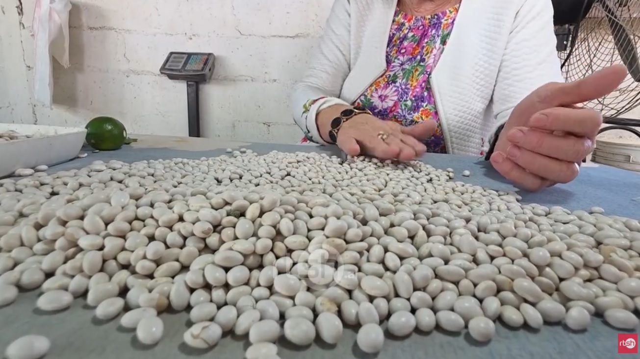 Prodhimi i fasules në Myzeqe  fermerët përballen me prodhim të dobët dhe çmim të ulët